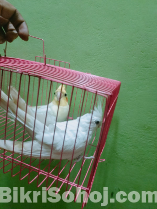 Cocatel running pakhi